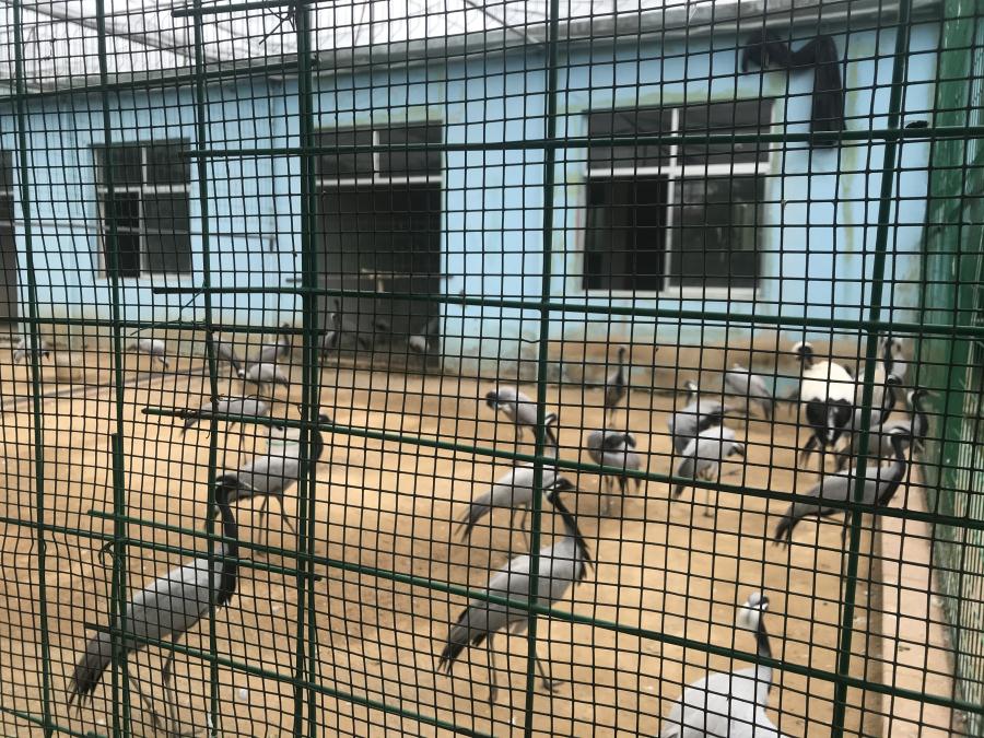 天鵝湖風(fēng)景區(qū)（泰山）速覽！(圖5)