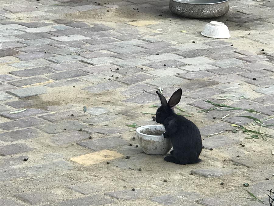 天鵝湖風(fēng)景區(qū)（泰山）速覽！(圖7)