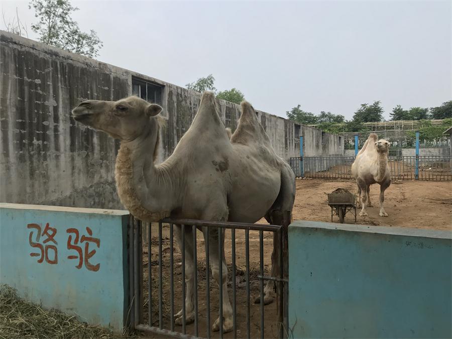 天鵝湖風(fēng)景區(qū)（泰山）速覽！(圖8)