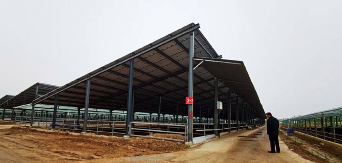 信橋鋼構(gòu)：打卡蒙陰農(nóng)業(yè)溫室大棚、青州黑牛養(yǎng)殖基地！(圖5)